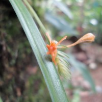 Stichorkis gibbosa (Finet) J.J.Wood
